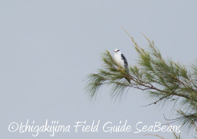 7.21石垣島 バードウオッチング 撮影ガイド1