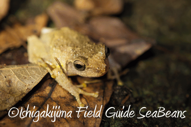 7月25日 石垣島 ナイトツアー 生き物探し6