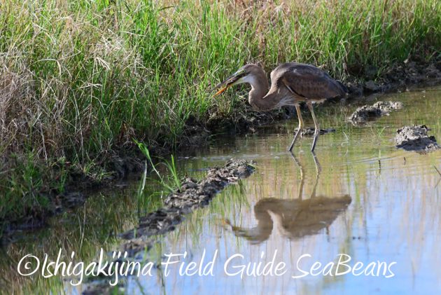 7.22-石垣島 野鳥 バードウオッチング 撮影ガイド4