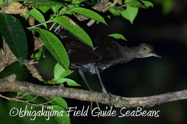 7.18-石垣島　ナイトツアー8