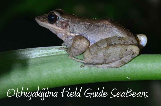 7月27日　石垣島ナイトツアー5