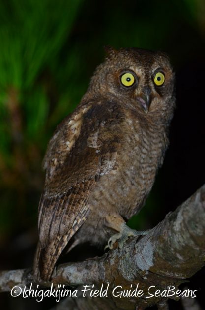 7.22-石垣島-ナイトツアー4