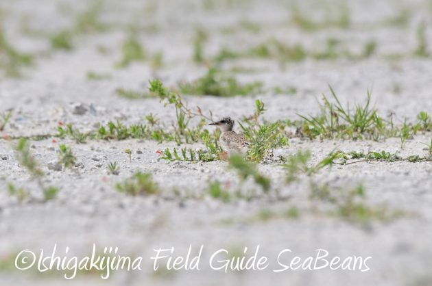 715石垣島コアジサシ調査２