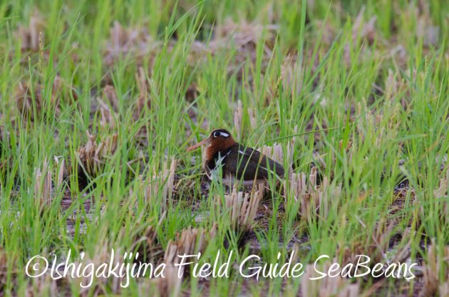 715野鳥観察　ナイトツアー3