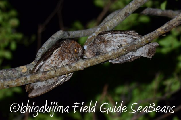 7.22-石垣島-ナイトツアー2　