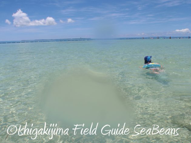 7.23.24小浜島 はいむるぶし 夏休み旅行7
