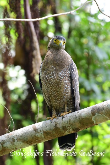 7月30日 石垣島 バードウオッチング&野鳥撮影15