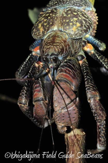 7月30日 石垣島ナイトツアー8