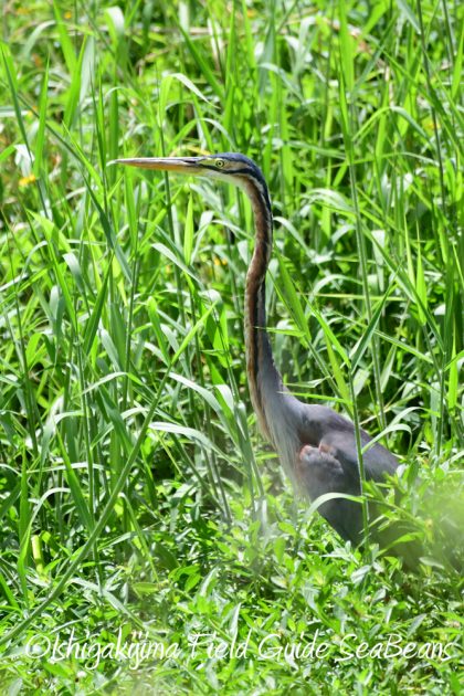 7.20　石垣島　野鳥撮影　バードウオッチング11