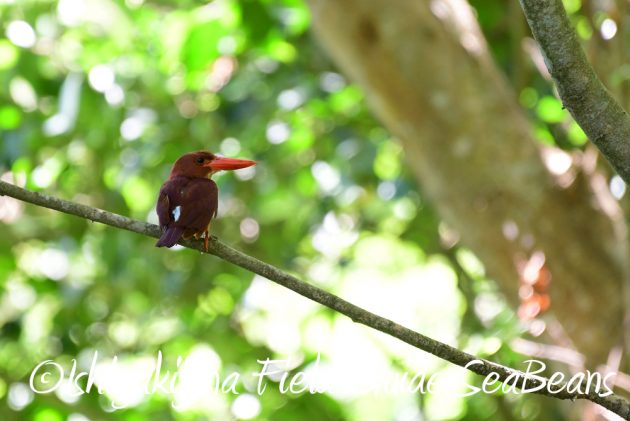 7.20　石垣島　野鳥撮影　バードウオッチング4