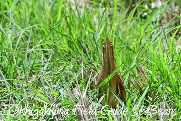 7.20　石垣島　野鳥撮影　バードウオッチング12