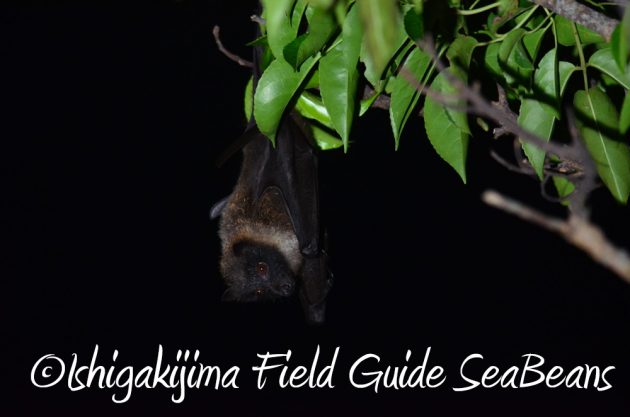 7.22-石垣島-ナイトツアー6