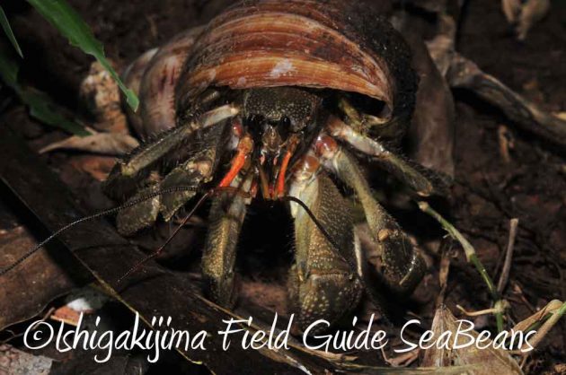 7月27日　石垣島ナイトツアー15