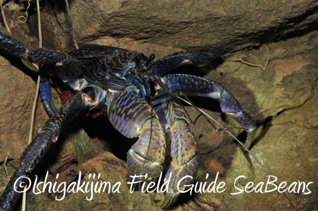 7.22-石垣島-ナイトツアー14