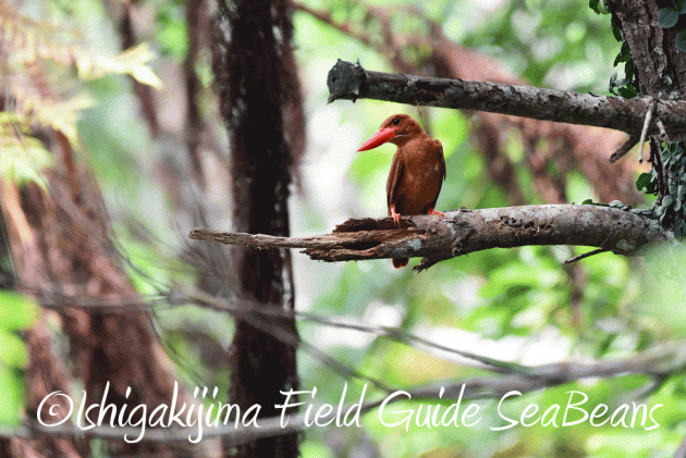 7.25 石垣島バードウオッチング9