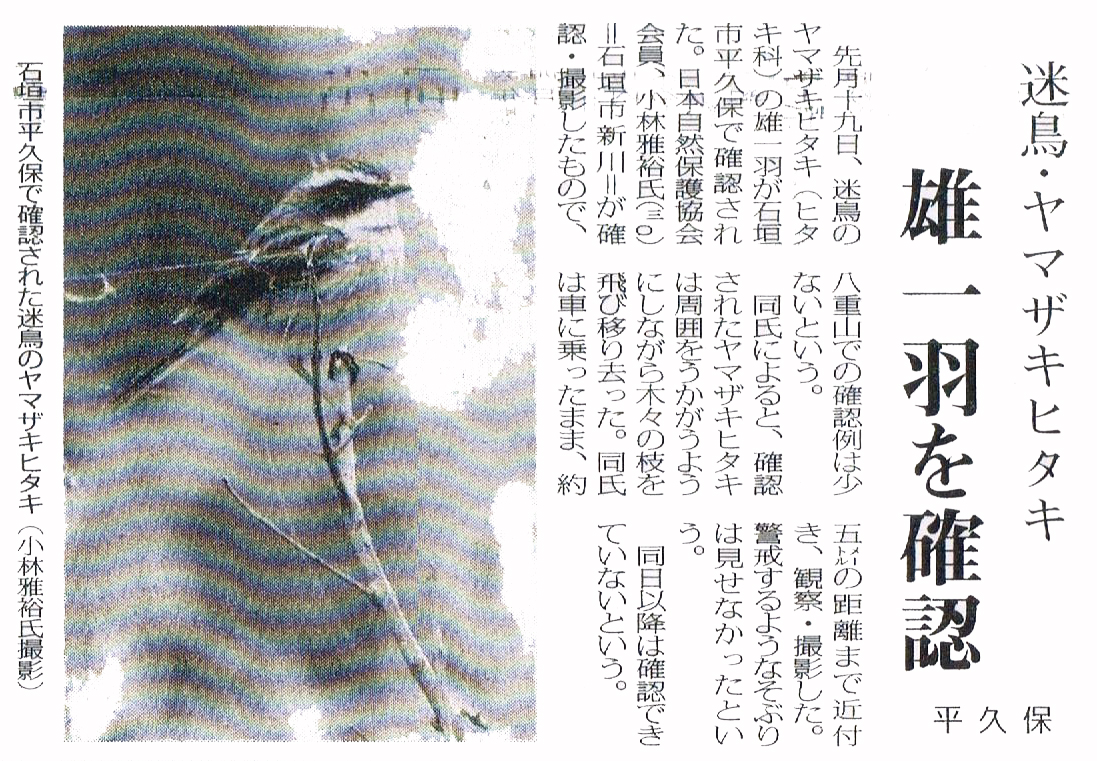 八重山毎日新聞　珍鳥　ヤマザキヒタキ
