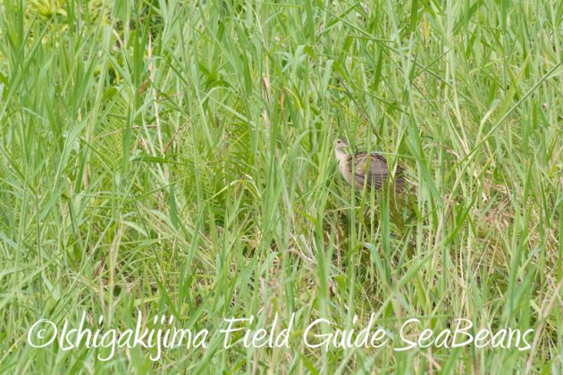 7月30日 石垣島 バードウオッチング&野鳥撮影18