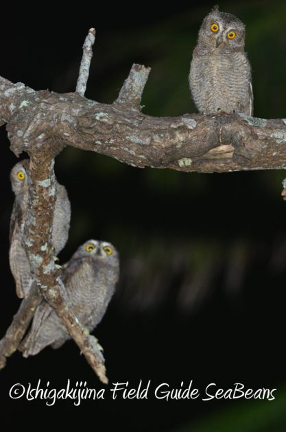 715野鳥観察　ナイトツアー8