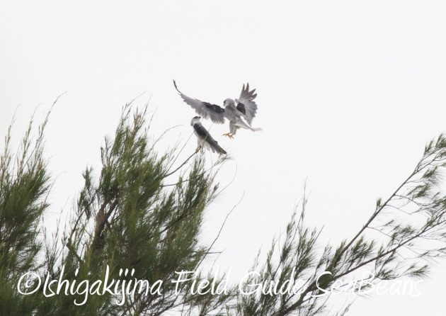 7.17-石垣島　バードウオッチング　野鳥撮影　ガイド11