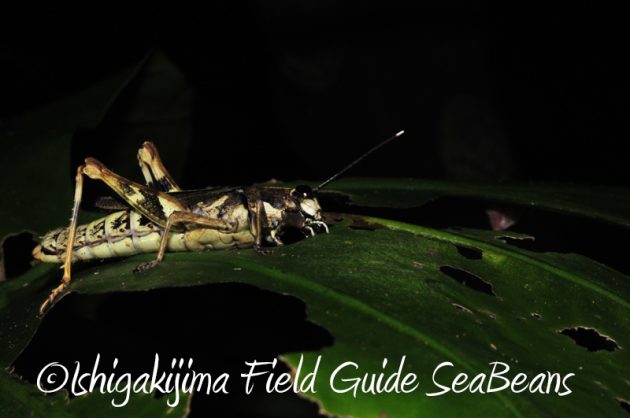 7月30日 石垣島ナイトツアー11