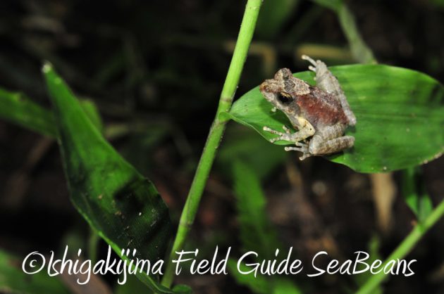 7月30日 石垣島ナイトツアー3