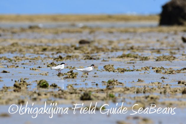7.20　石垣島　野鳥撮影　バードウオッチング13
