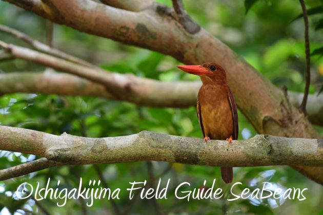 7月30日 石垣島 バードウオッチング&野鳥撮影9