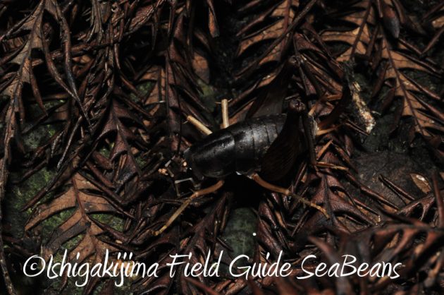 7月30日 石垣島ナイトツアー15