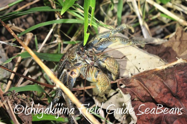 7.20石垣島 ナイトツアー8
