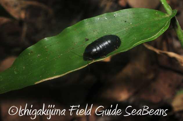 7.19石垣島 ナイトツアー 18