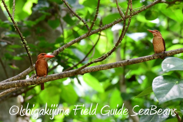 7.22-石垣島 野鳥 バードウオッチング 撮影ガイド14