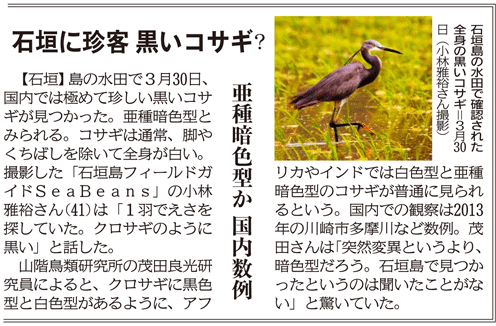 沖縄タイムス　朝刊　2016年4月8日　黒いコサギ。
