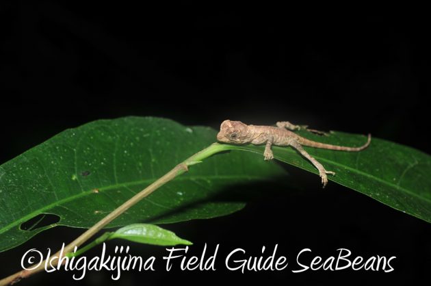 7.19石垣島 ナイトツアー 14