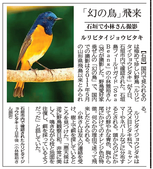 幻の鳥　飛来　ルリビタイジョウビタキ　沖縄タイムス　朝刊