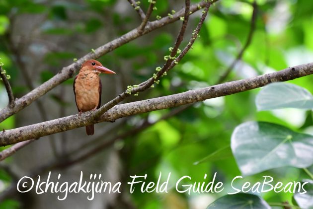 7.20　石垣島　野鳥撮影　バードウオッチング2