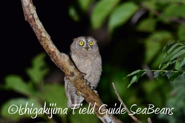 7.19石垣島 ナイトツアー 5