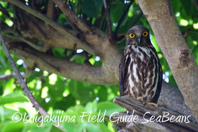 7月30日 石垣島 バードウオッチング&野鳥撮影14