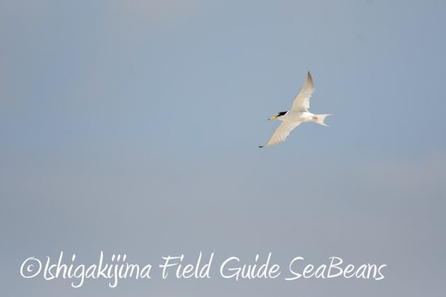 715石垣島コアジサシ調査4