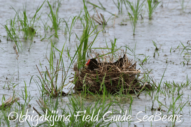 7.25 石垣島バードウオッチング7