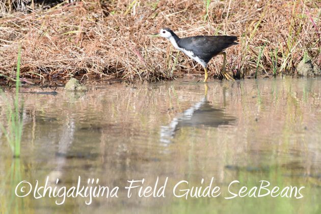 7.22-石垣島 野鳥 バードウオッチング 撮影ガイド3