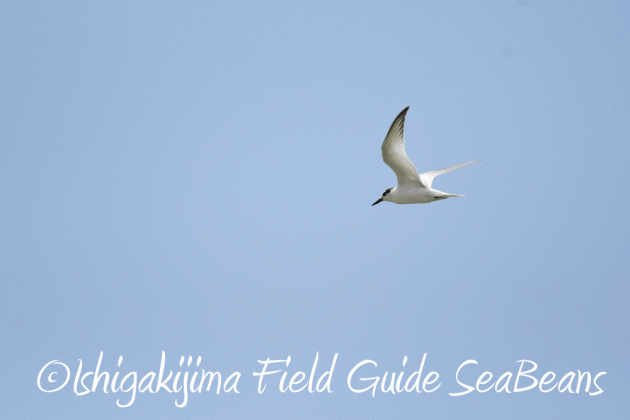 7.25 石垣島バードウオッチング3