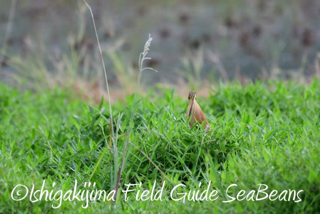 7.18　バードウオッチング　野鳥撮影　ガイド　4