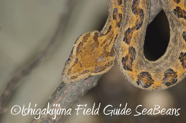 7月25日 石垣島 ナイトツアー 生き物探し4