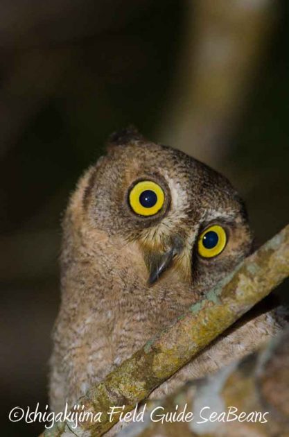 7月27日　石垣島ナイトツアー9