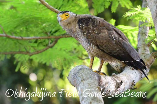 7月27日　石垣島の野鳥2
