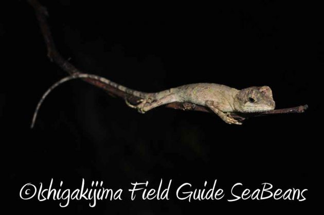 7月27日　石垣島ナイトツアー11