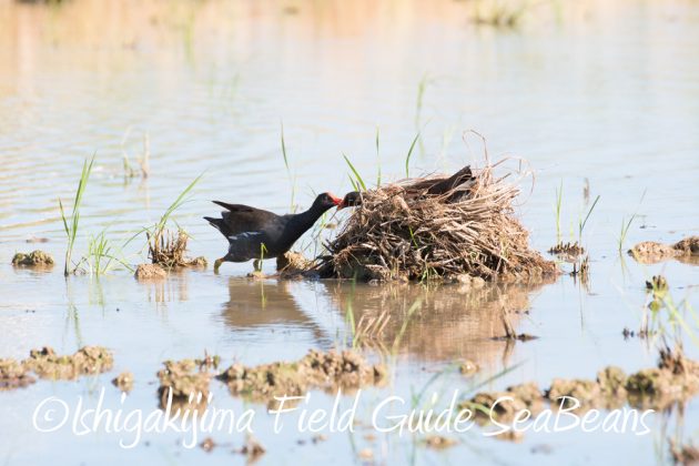 7.19石垣島　バードウオッチング5