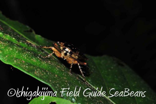 7月27日　石垣島ナイトツアー10