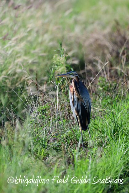 7月30日 石垣島 バードウオッチング&野鳥撮影8