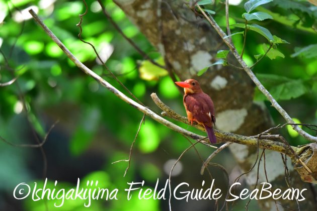 7月28日-石垣島　バードウオッチング　野鳥10